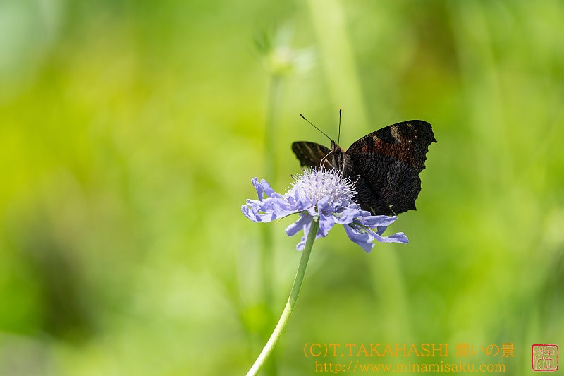 ../Images/7R240817 (273).jpg